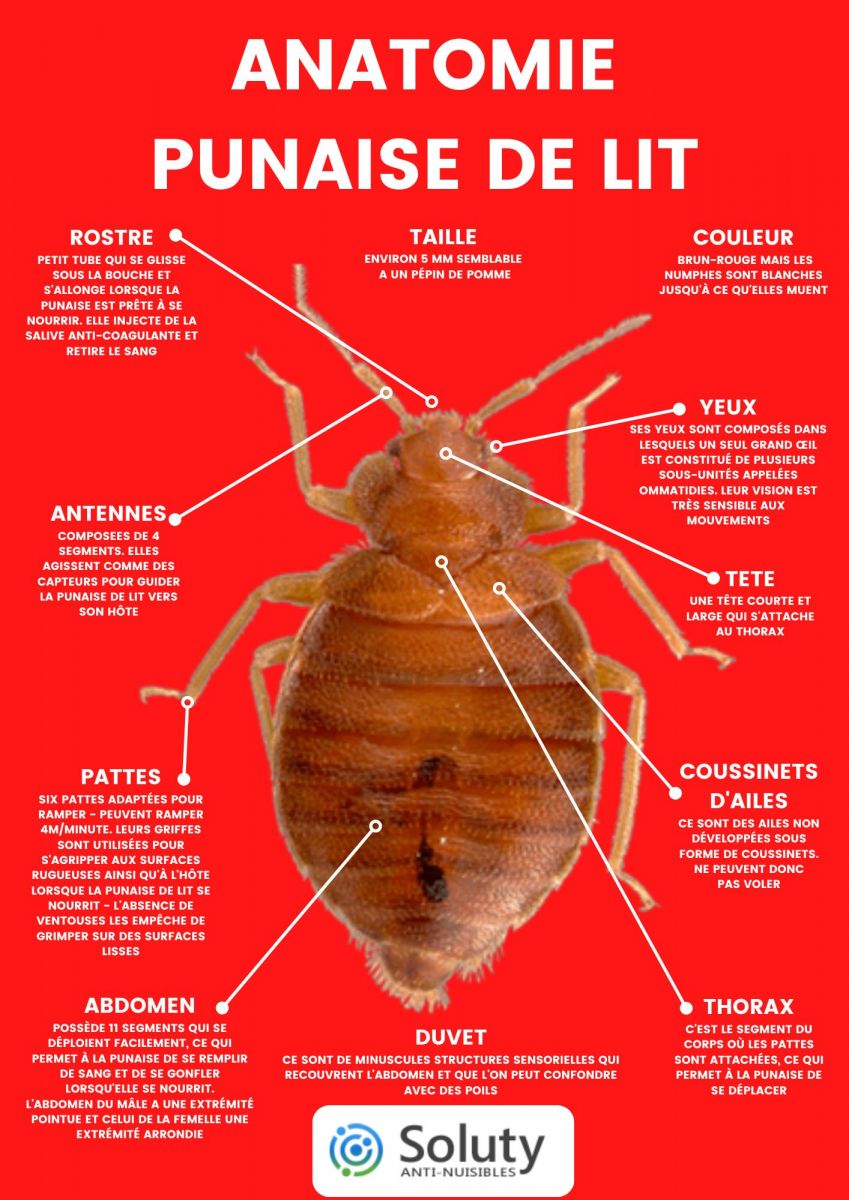 Anatomie d'une punaise de lit