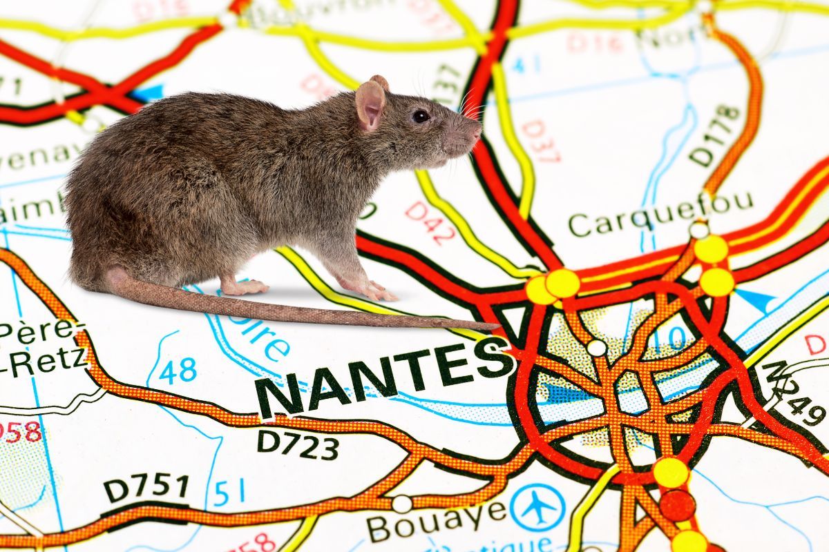 Rat et ville de Nantes