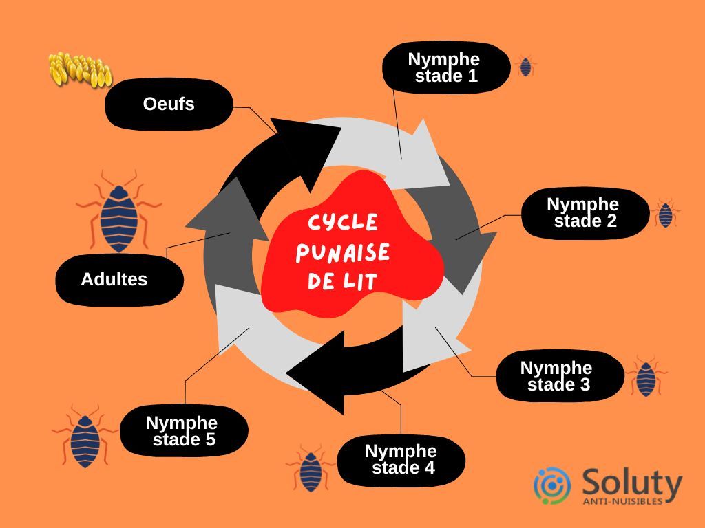 cycle de vie de la punaise de lit hématophage