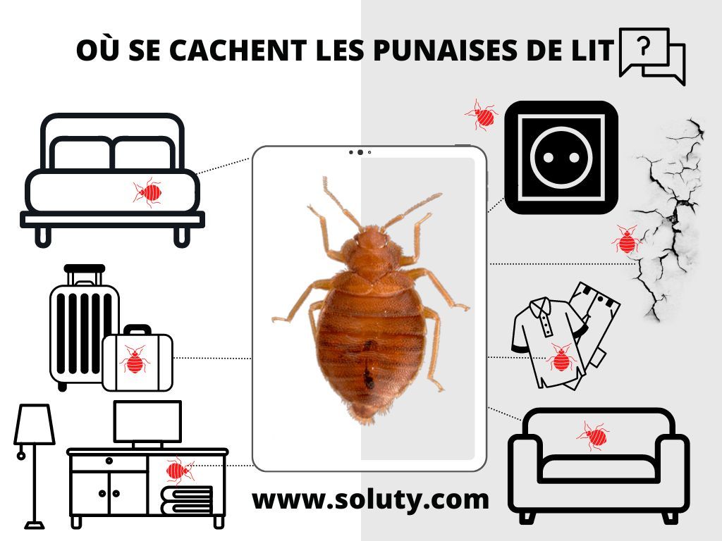 où se cachent les punaises de lit