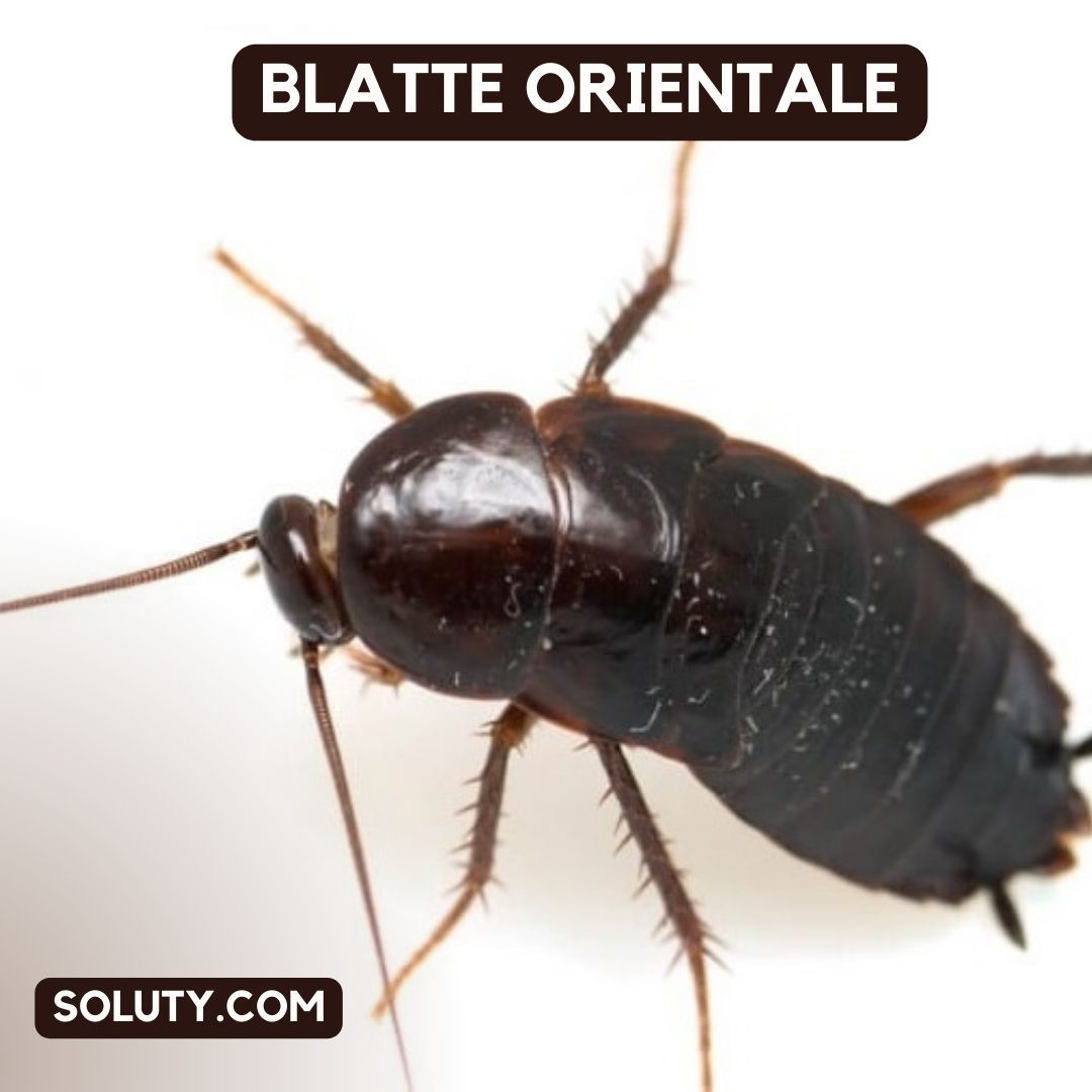 blatte orientale