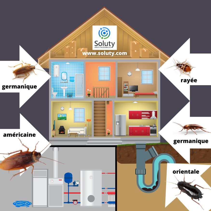 Où se cachent les différentes blattes cafards ? 