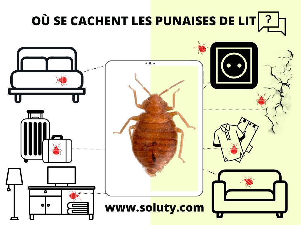 Où se cachent les punaises de lit ? 