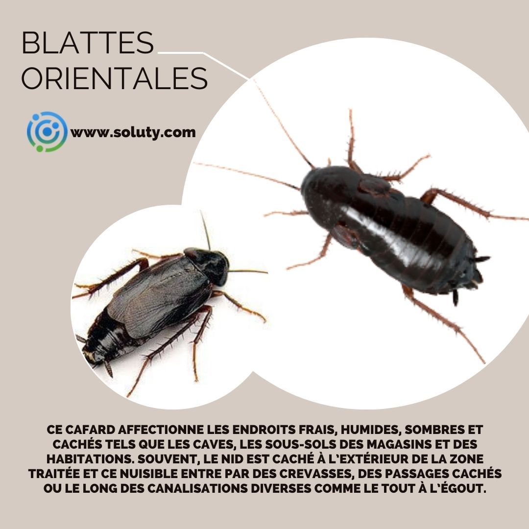 Le cafard type blatte orientale