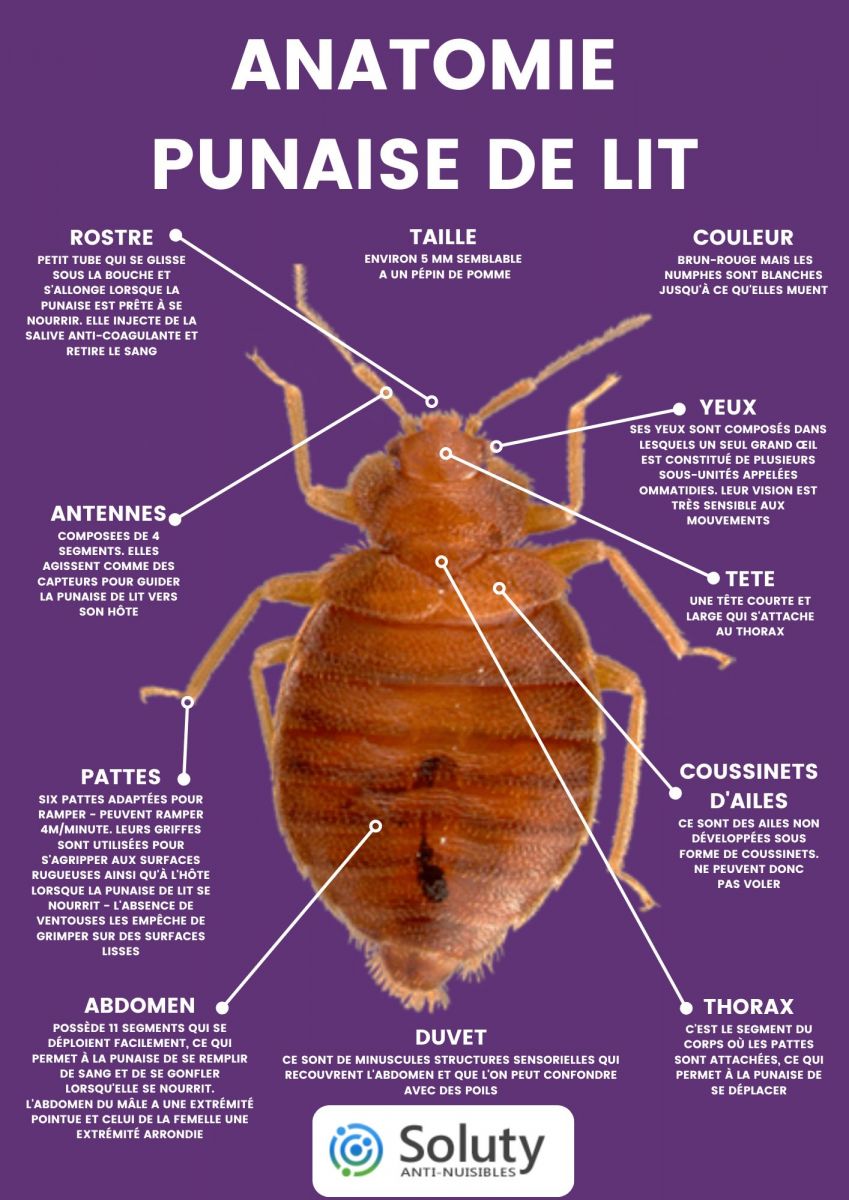 anatomie de cet insecte hématophage : la punaise de lit