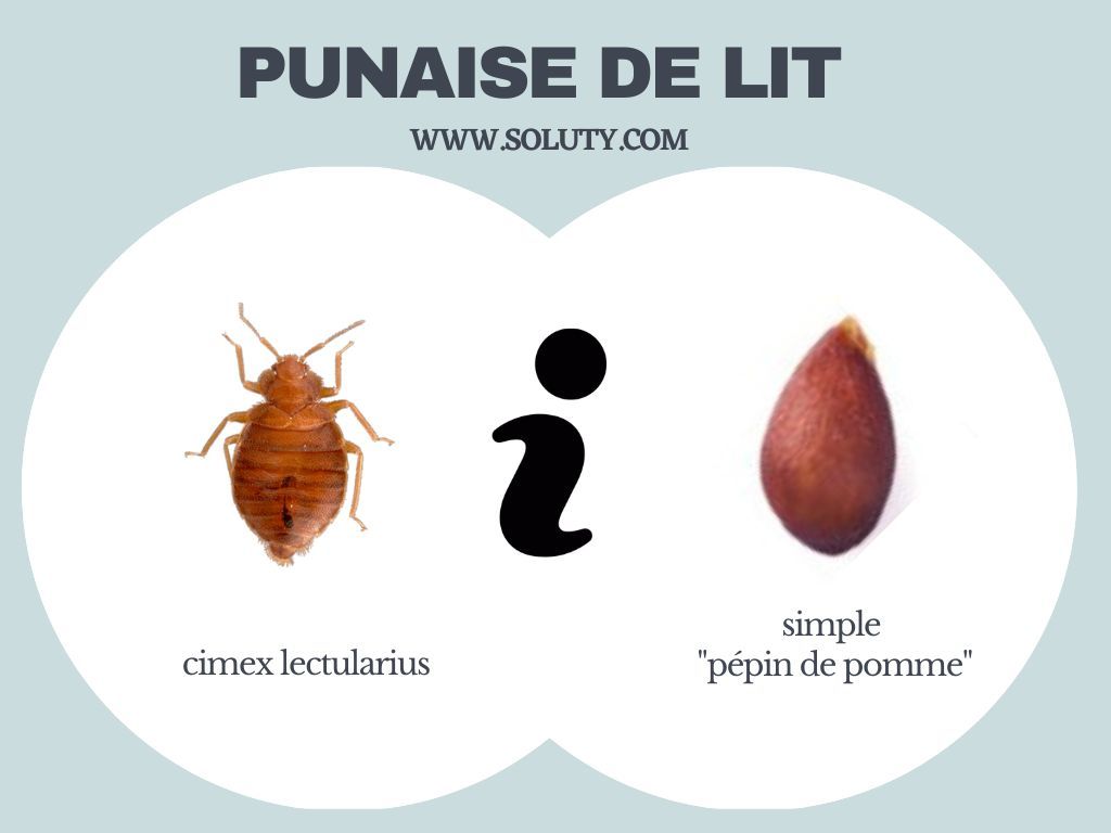 la punaise de lit ressemble à un pépin de pomme 