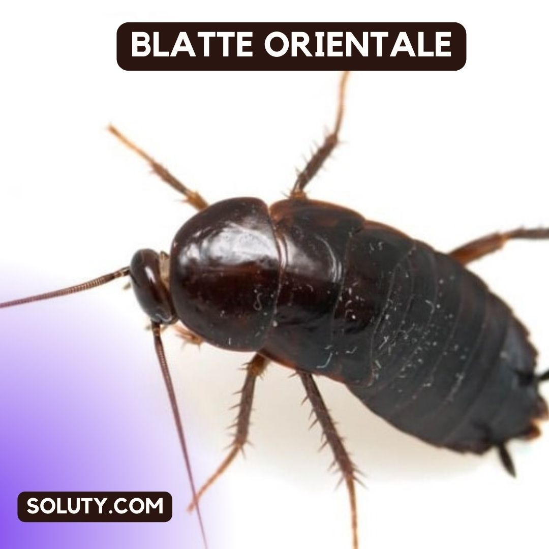 blatte orientale