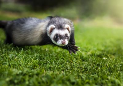 Furet