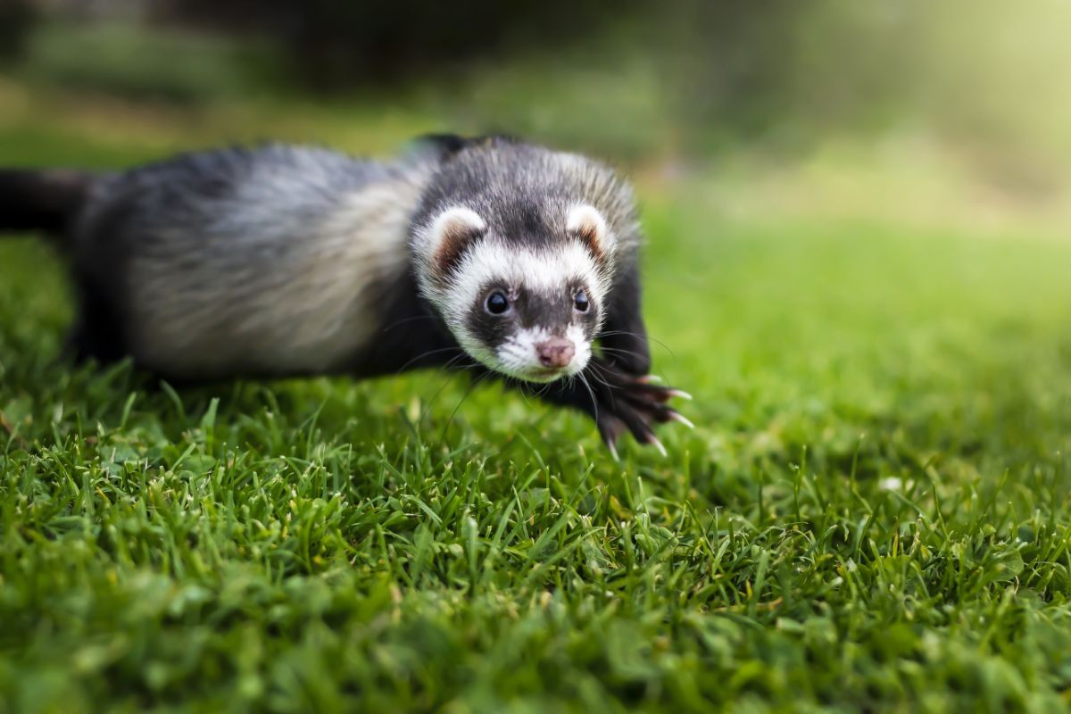 le furet une aide précieuse dans la dératisation