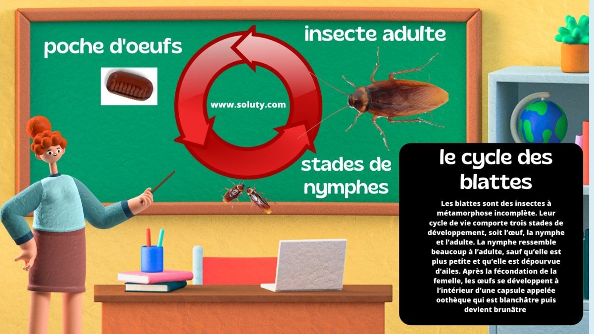 Les étapes du cycle de vie de la blatte :