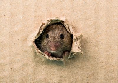 Rat proofing