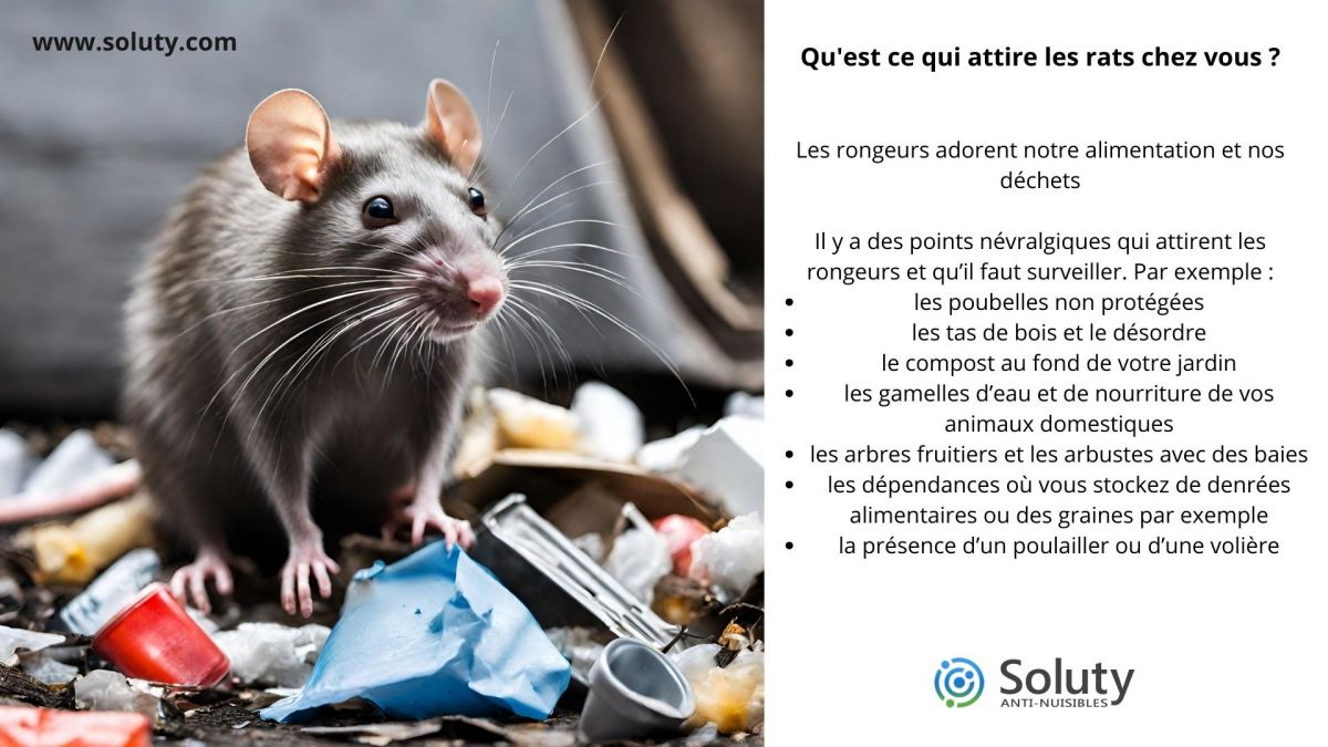 Qu'est ce qui attire les rats chez vous ?