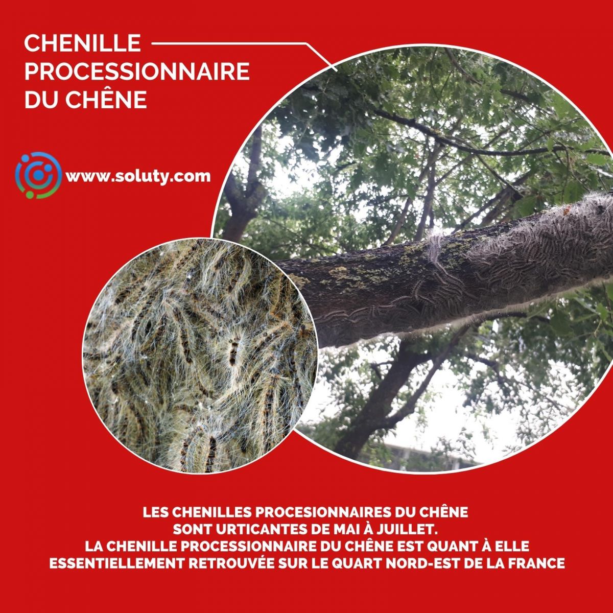 Chenilles processionnaires du chêne