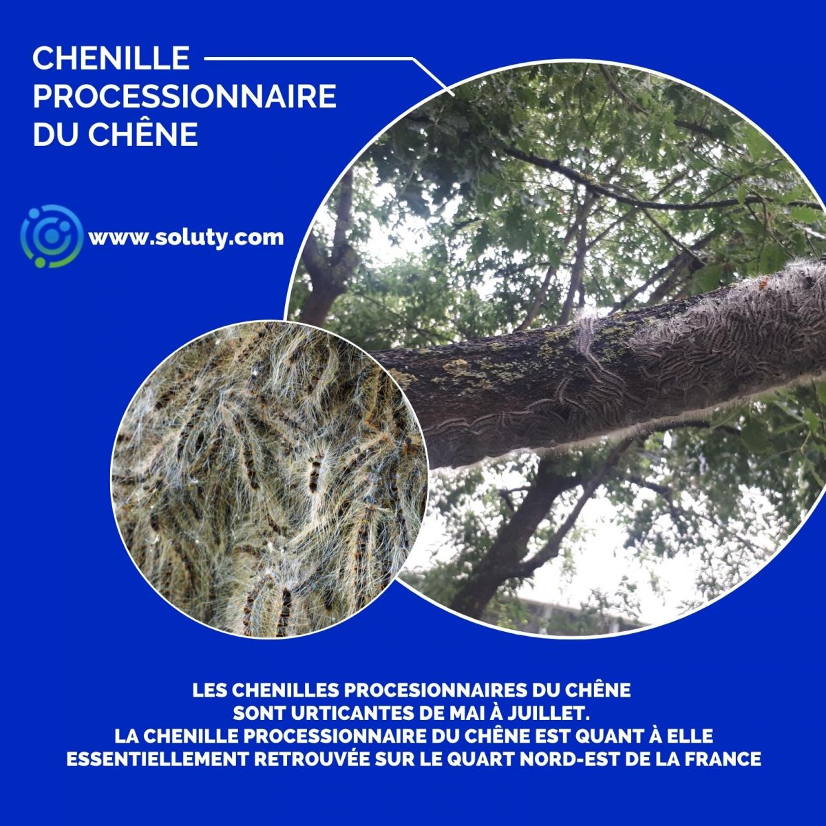 Chenilles processionnaires du chêne