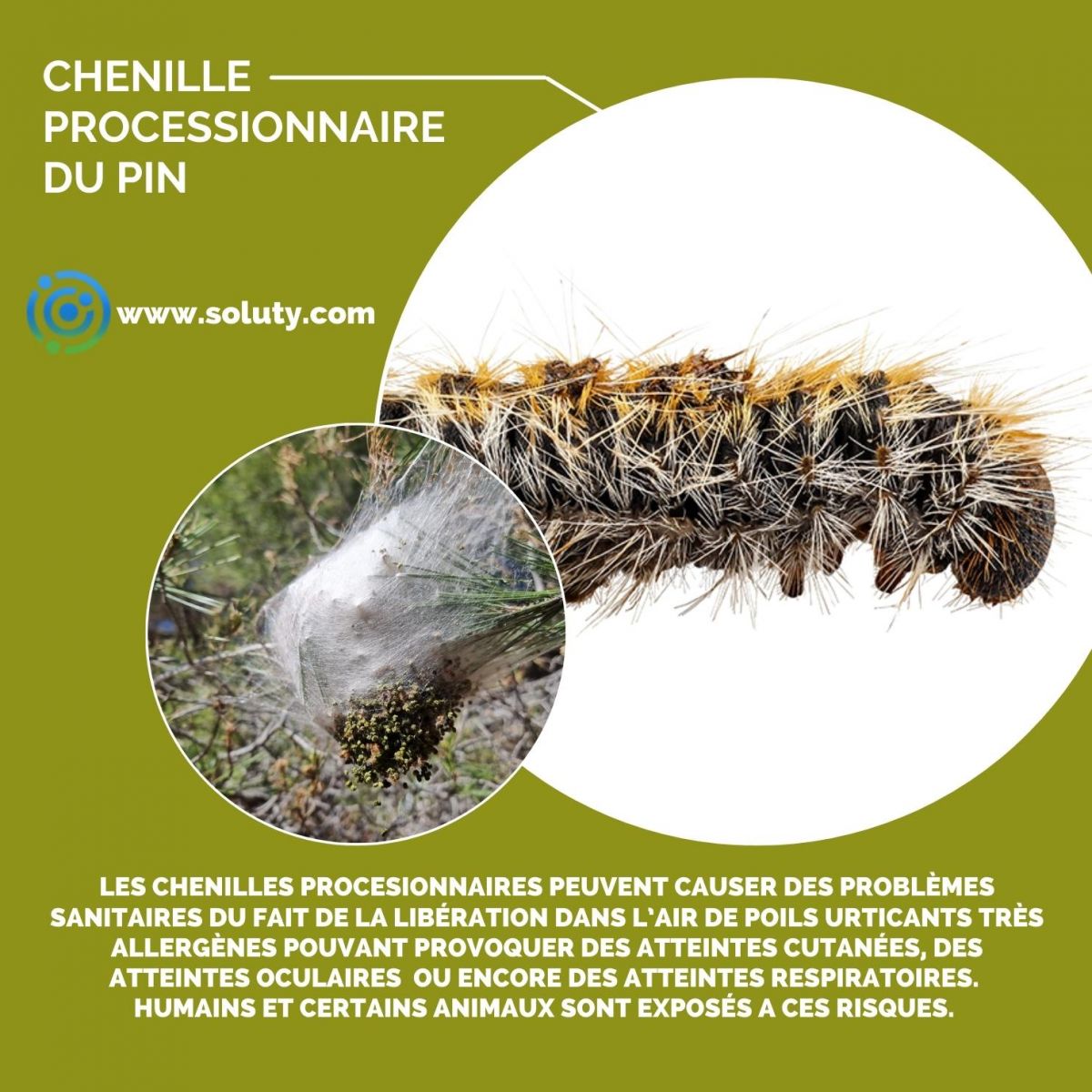 Chenille processionnaire du Pin : comment lutter ?