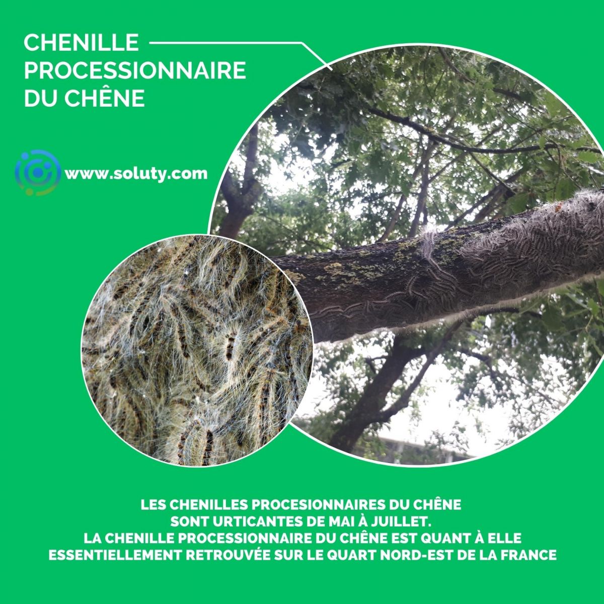 Chenilles processionnaires du chêne