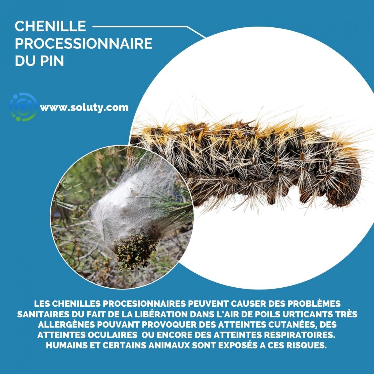 chenille processionnaire du pin