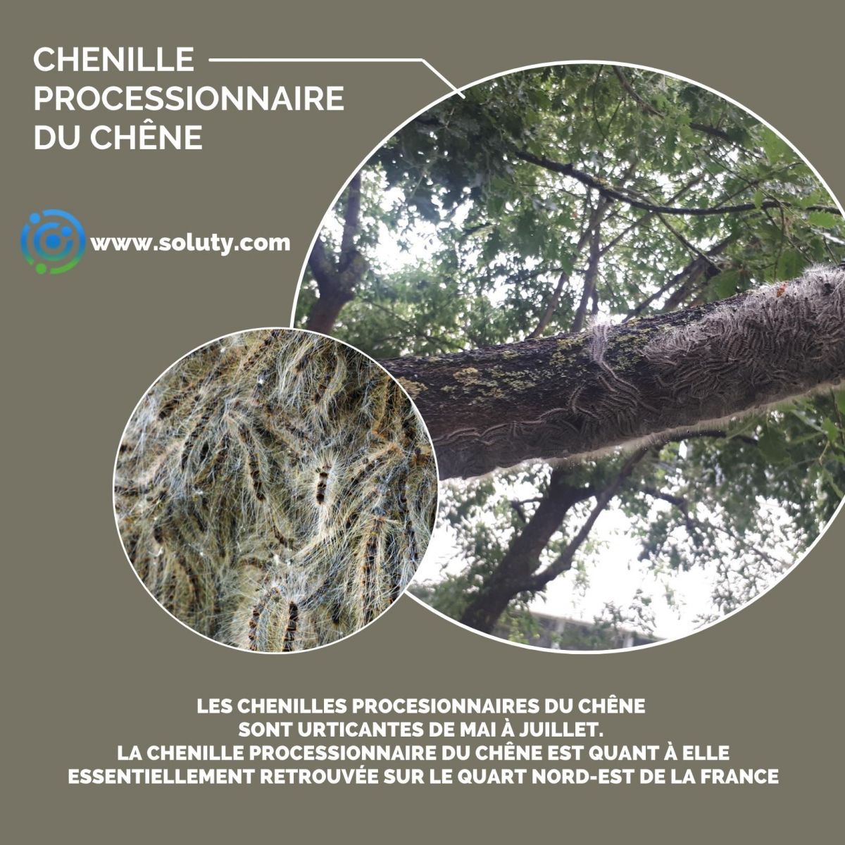 Chenilles processionnaires du chêne