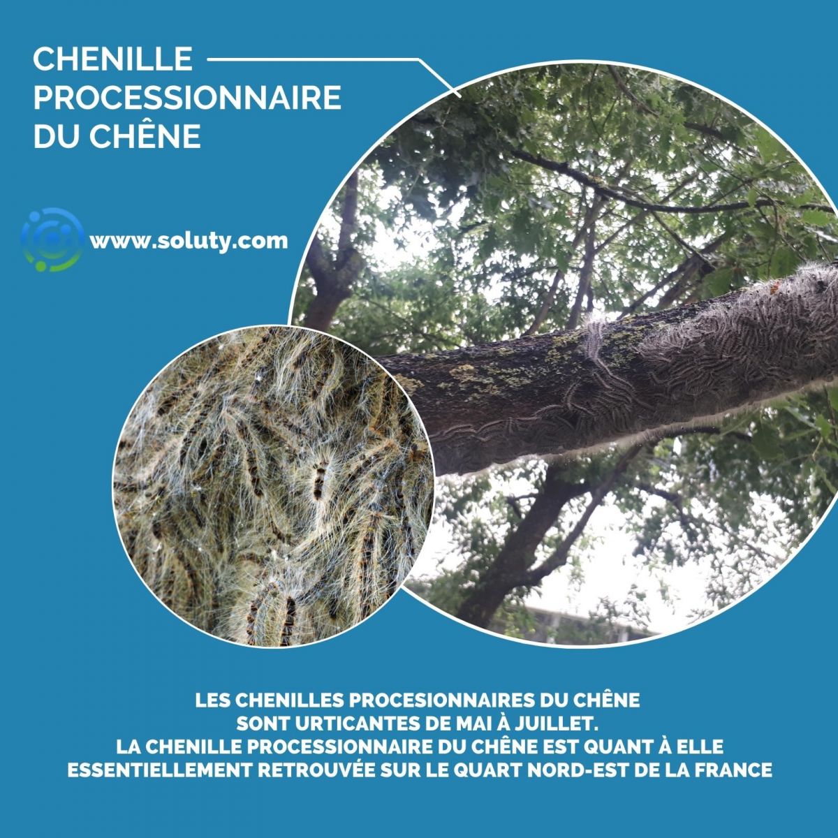 Chenilles processionnaires du chêne