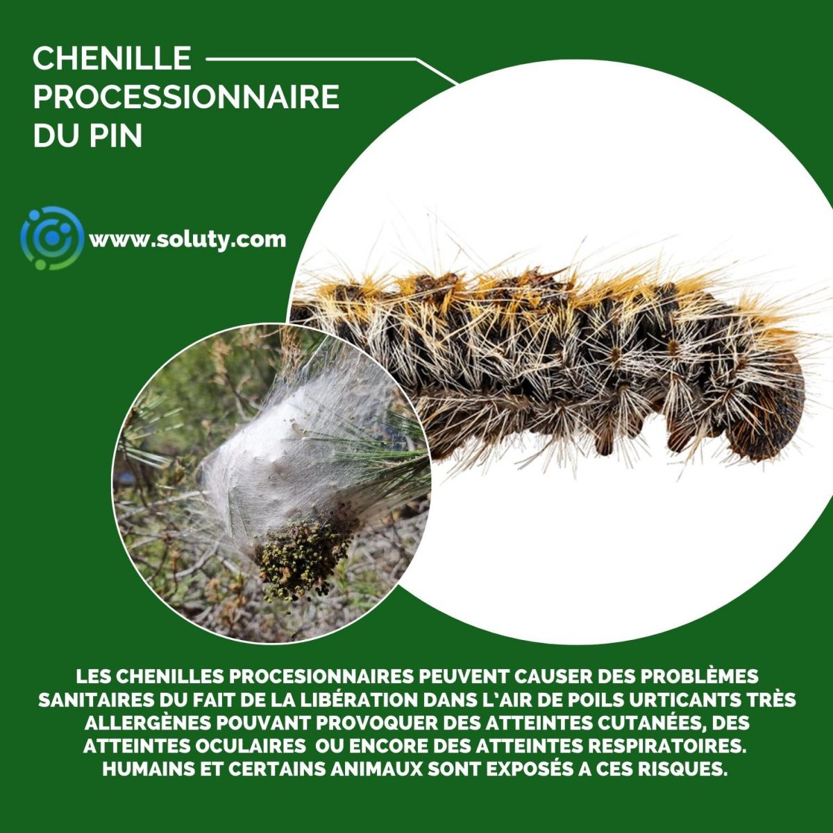 chenille processionnaire du pin