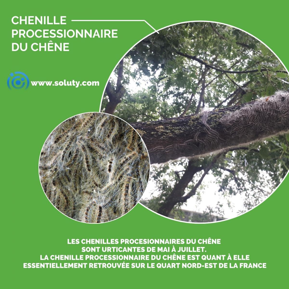 Chenilles processionnaires du chêne