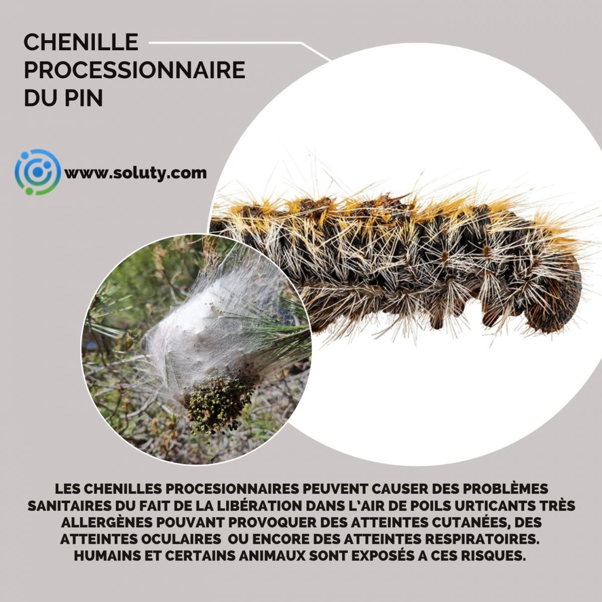 chenille processionnaire du pin