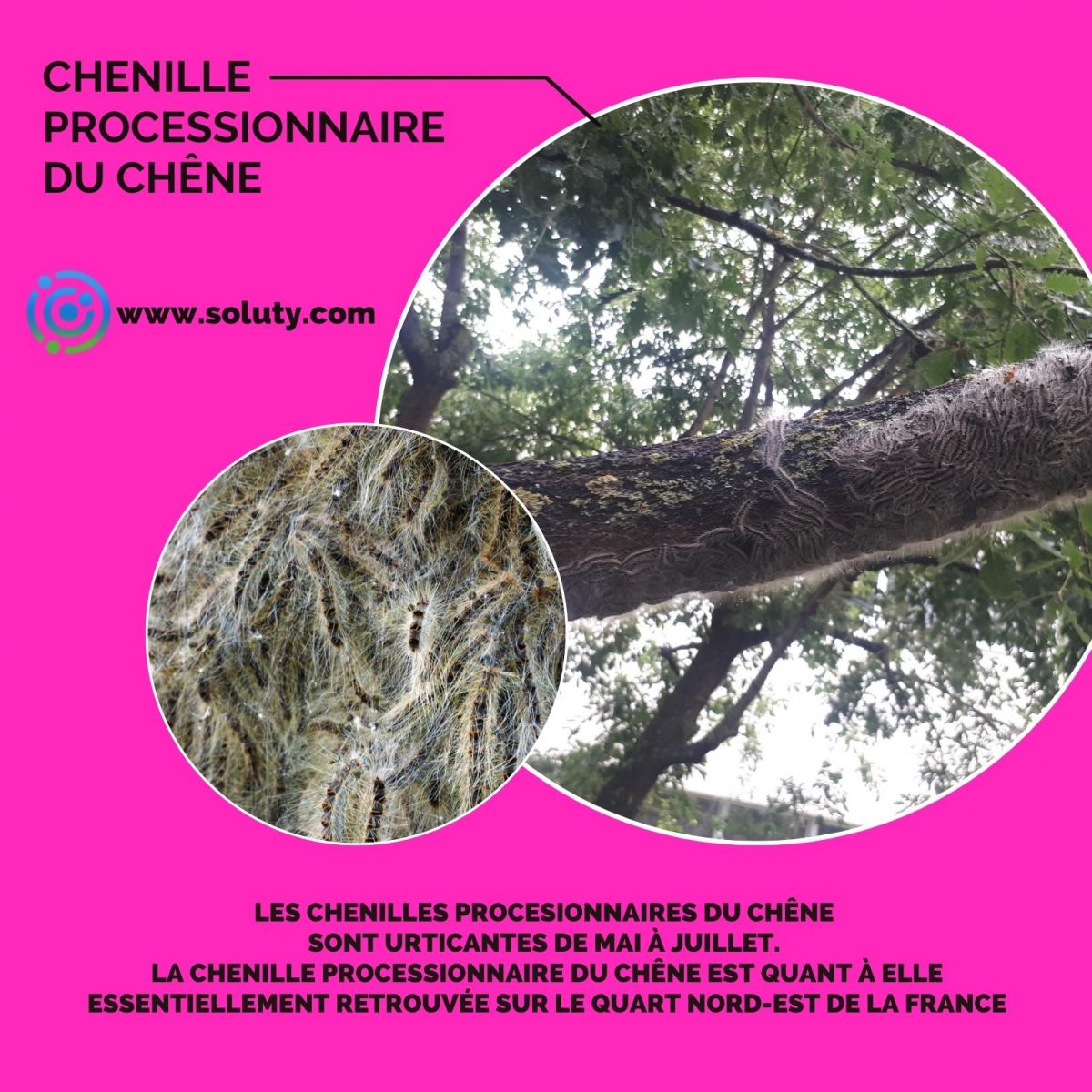 Chenilles processionnaires du chêne