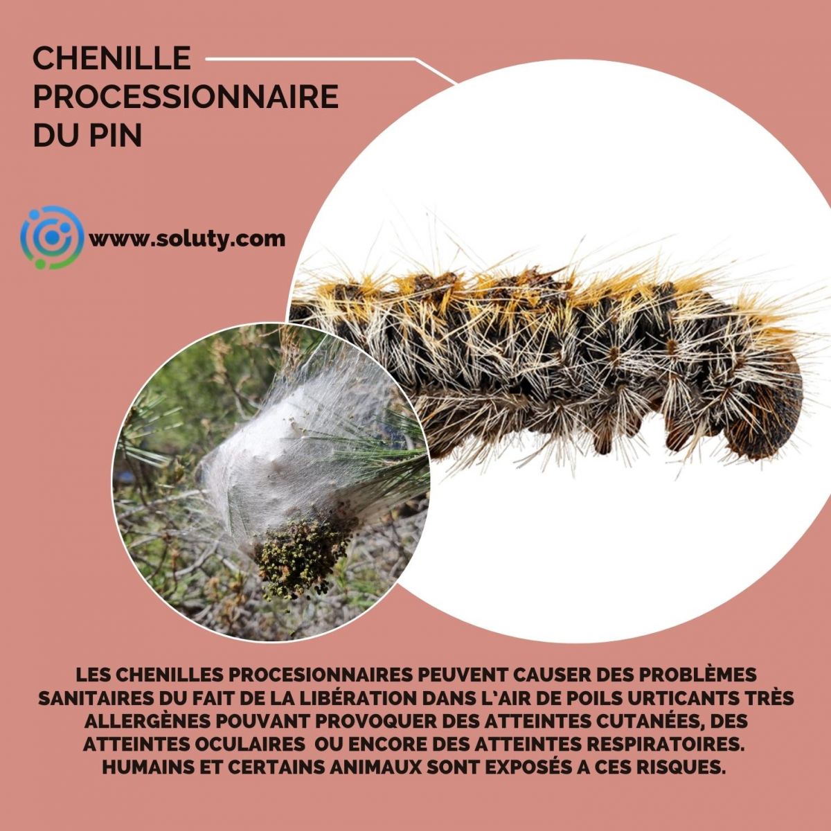 chenille processionnaire du pin