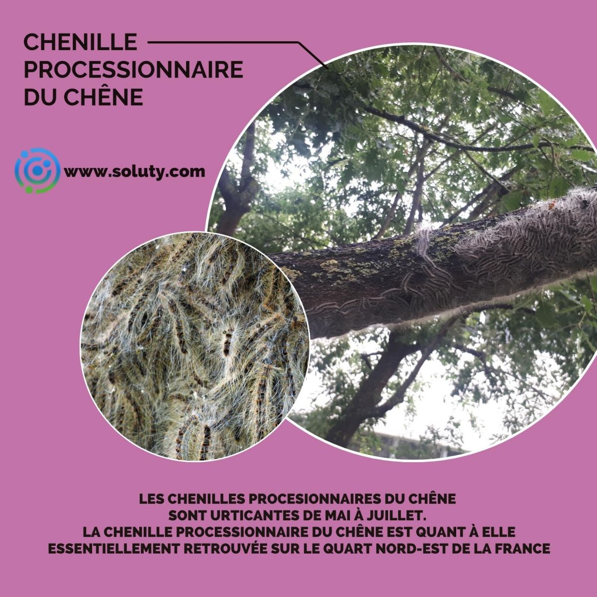 Chenilles processionnaires du chêne