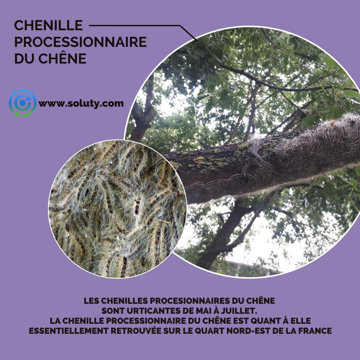 Chenilles processionnaires du chêne