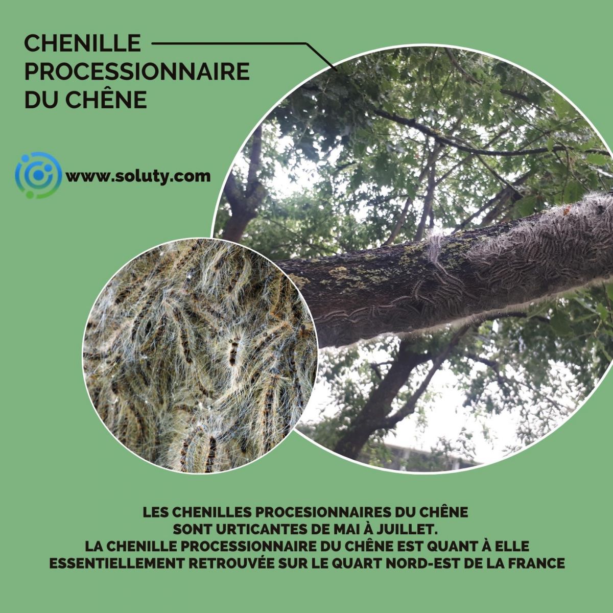 Chenilles processionnaires du chêne