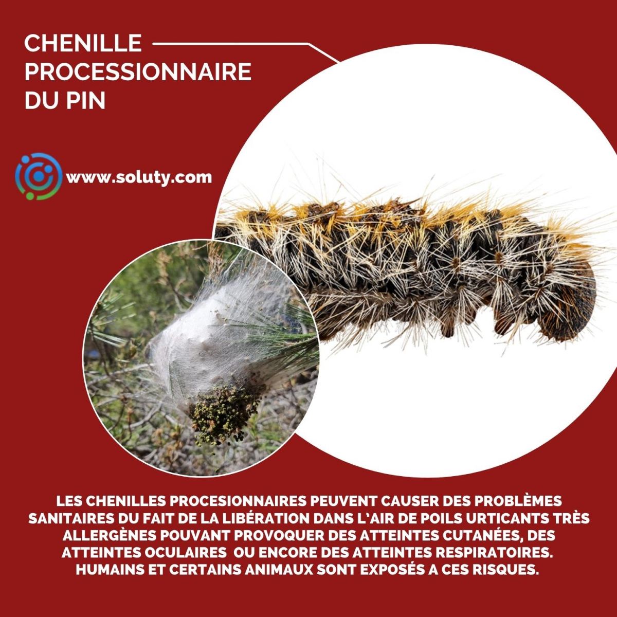 chenille processionnaire du pin