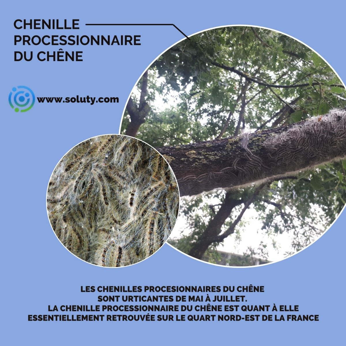 Chenilles processionnaires du chêne