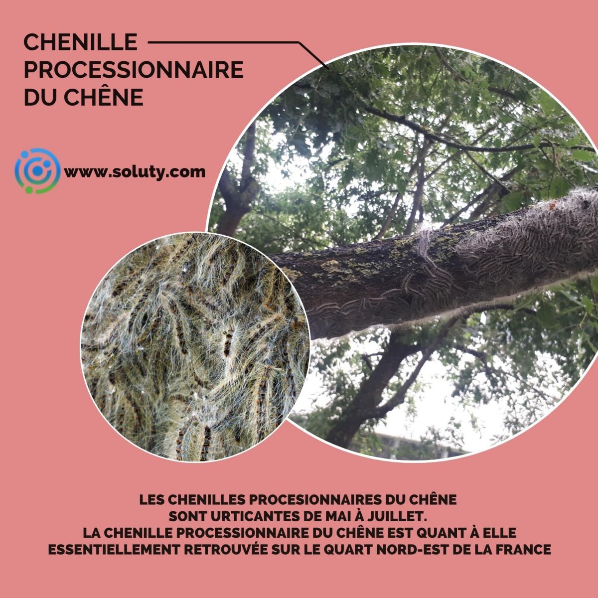 Chenilles processionnaires du chêne