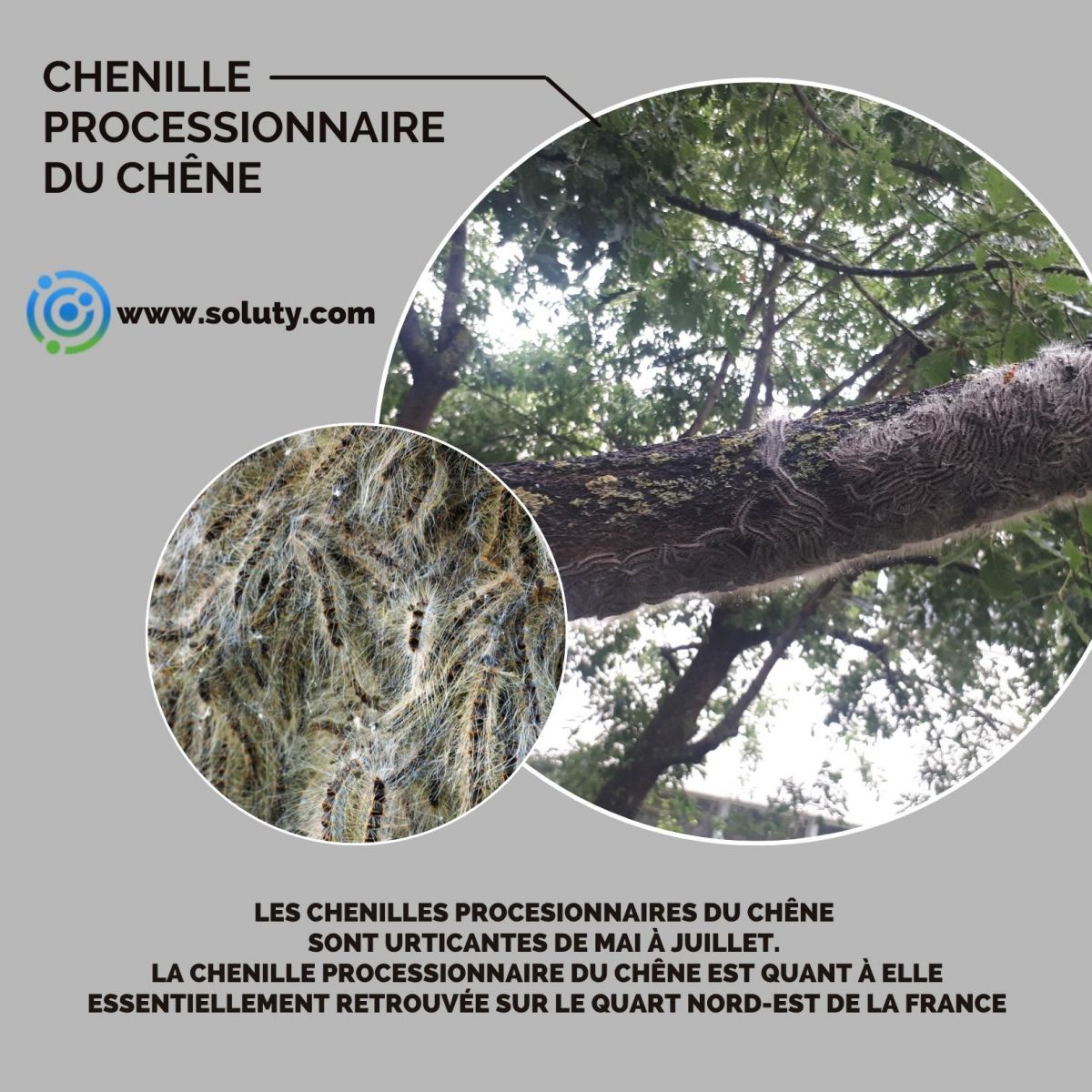 Chenilles processionnaires du chêne