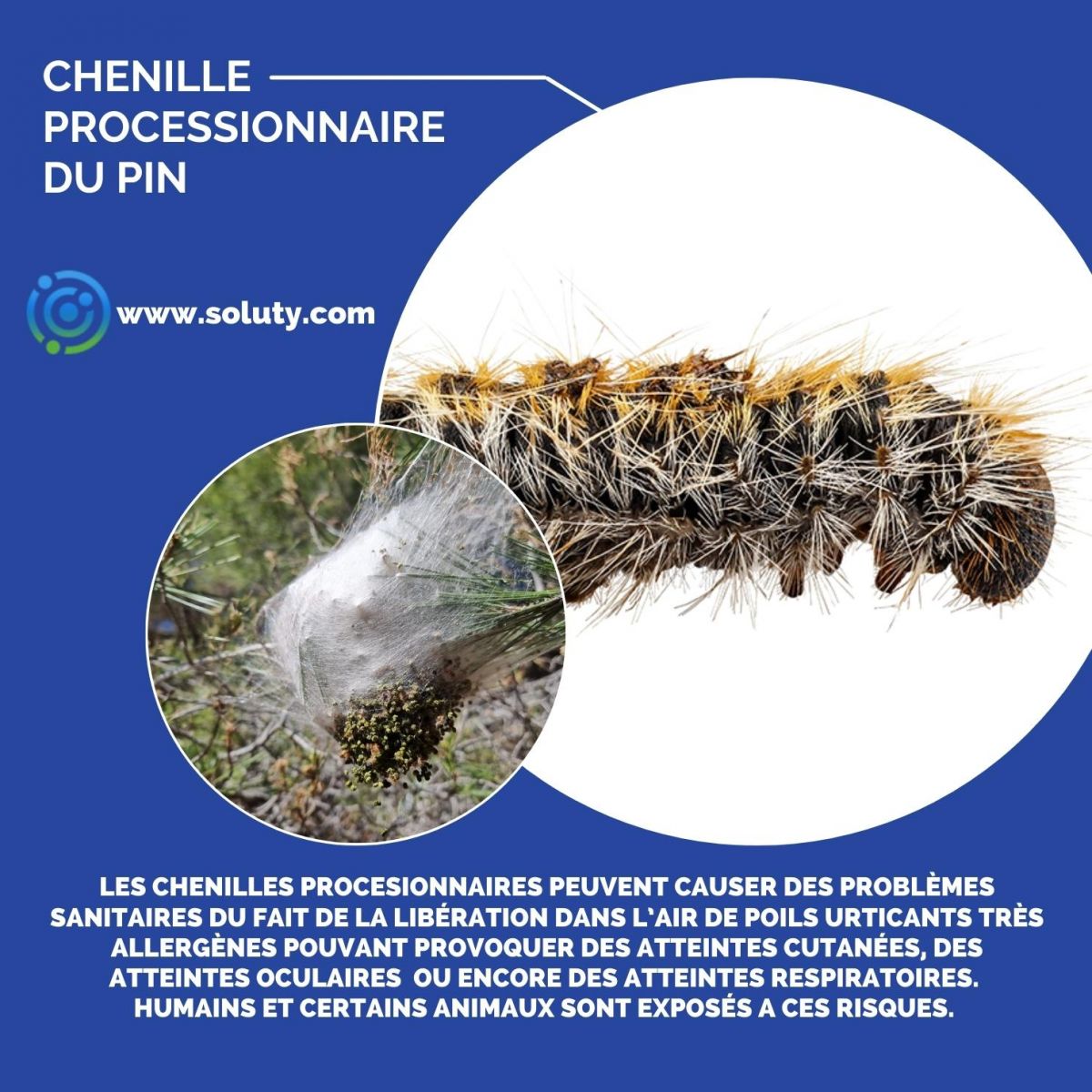 chenille processionnaire du pin