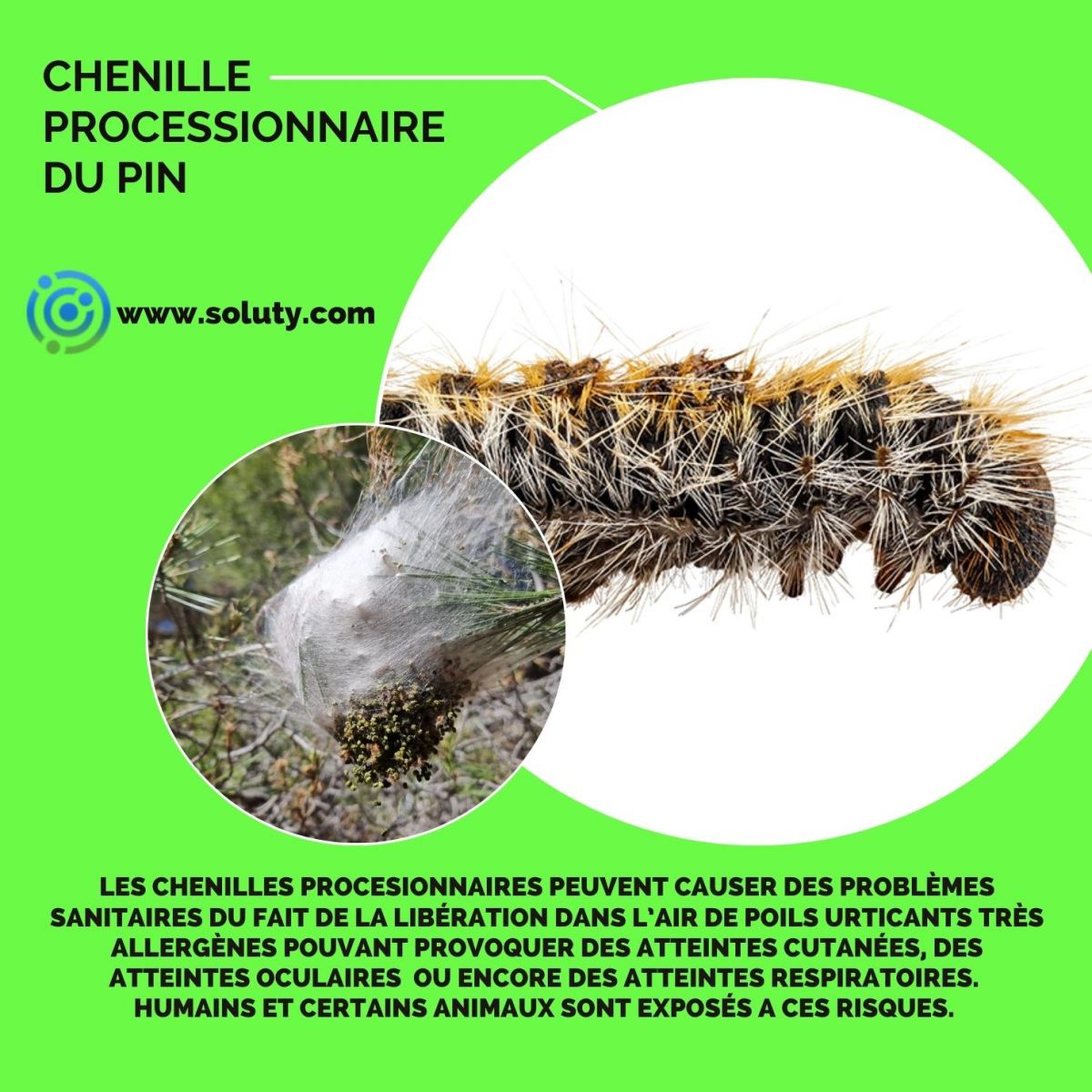 chenille urticante du pin