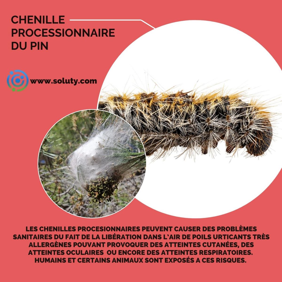 chenille urticante du pin