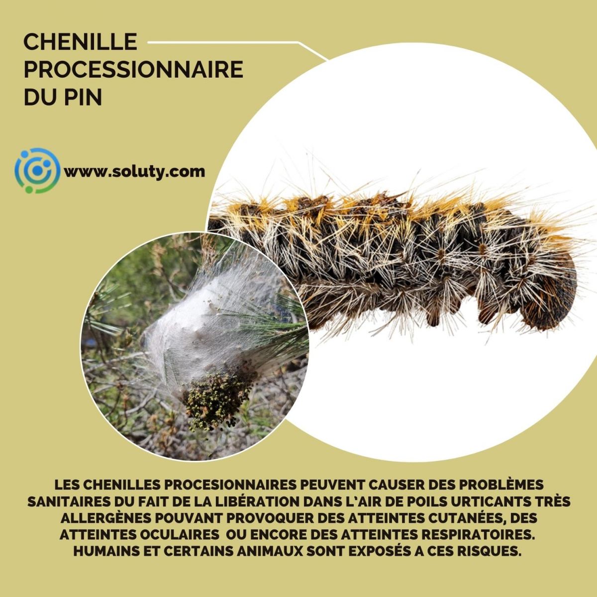 chenille du pin