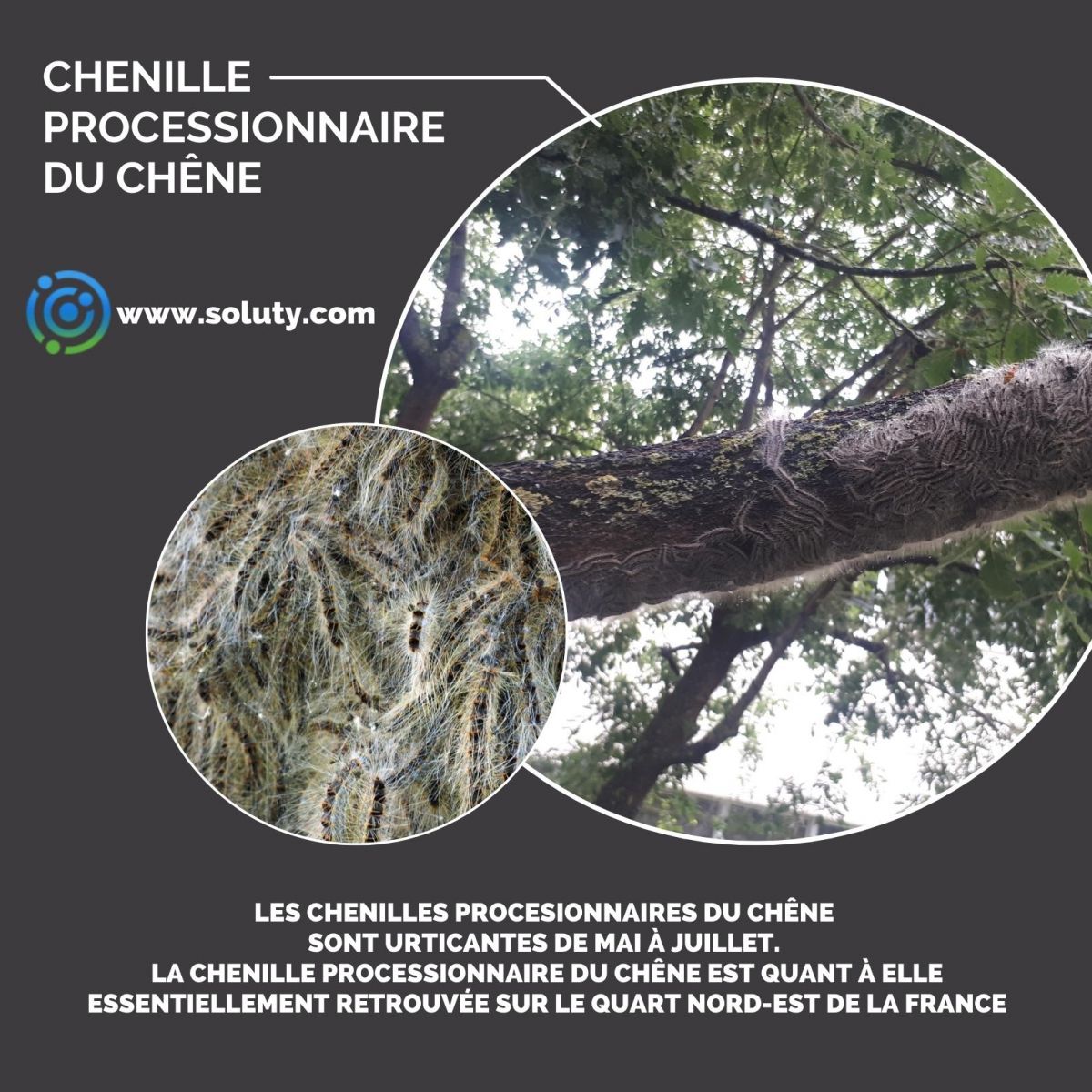 chenille du chêne