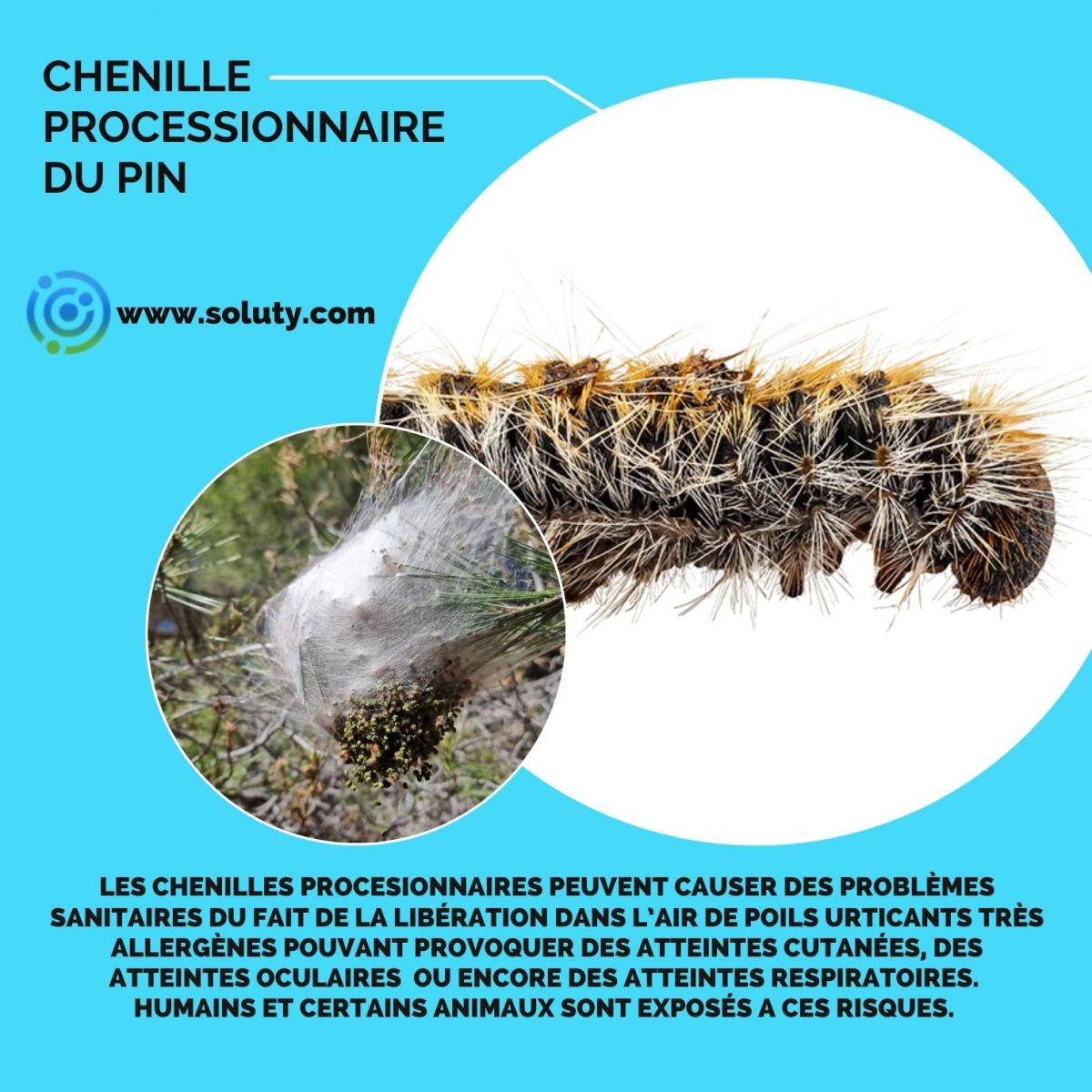 chenille urticante du pin