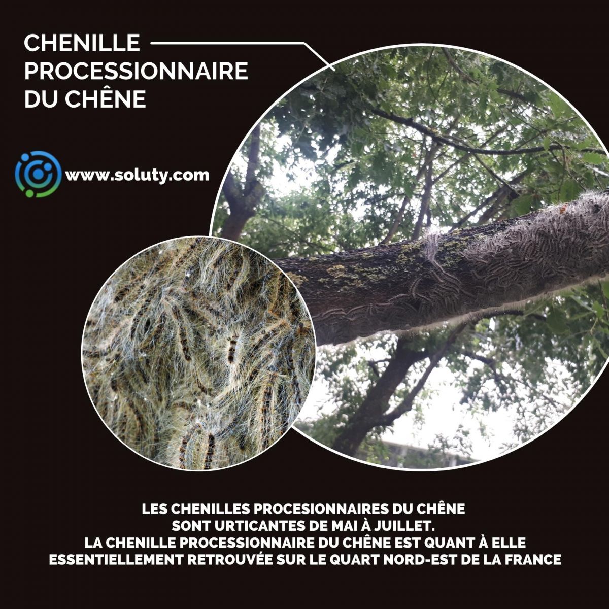 chenille urticante du chêne