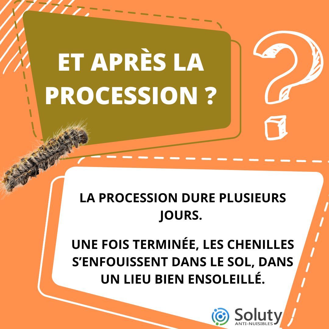 la chenille processionnaire