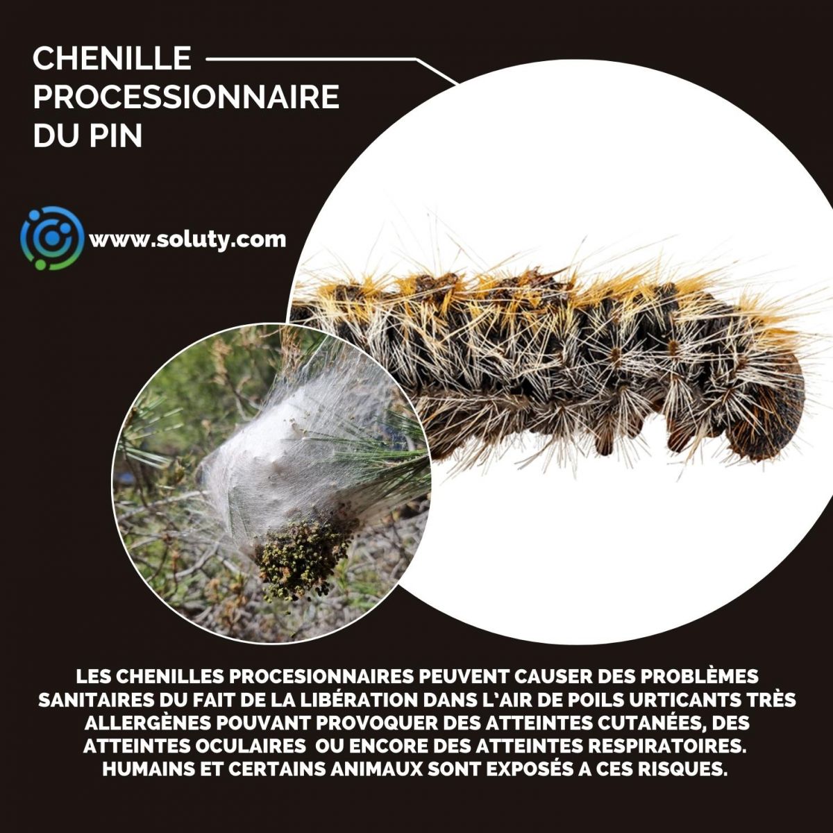 chenille urticante du pin