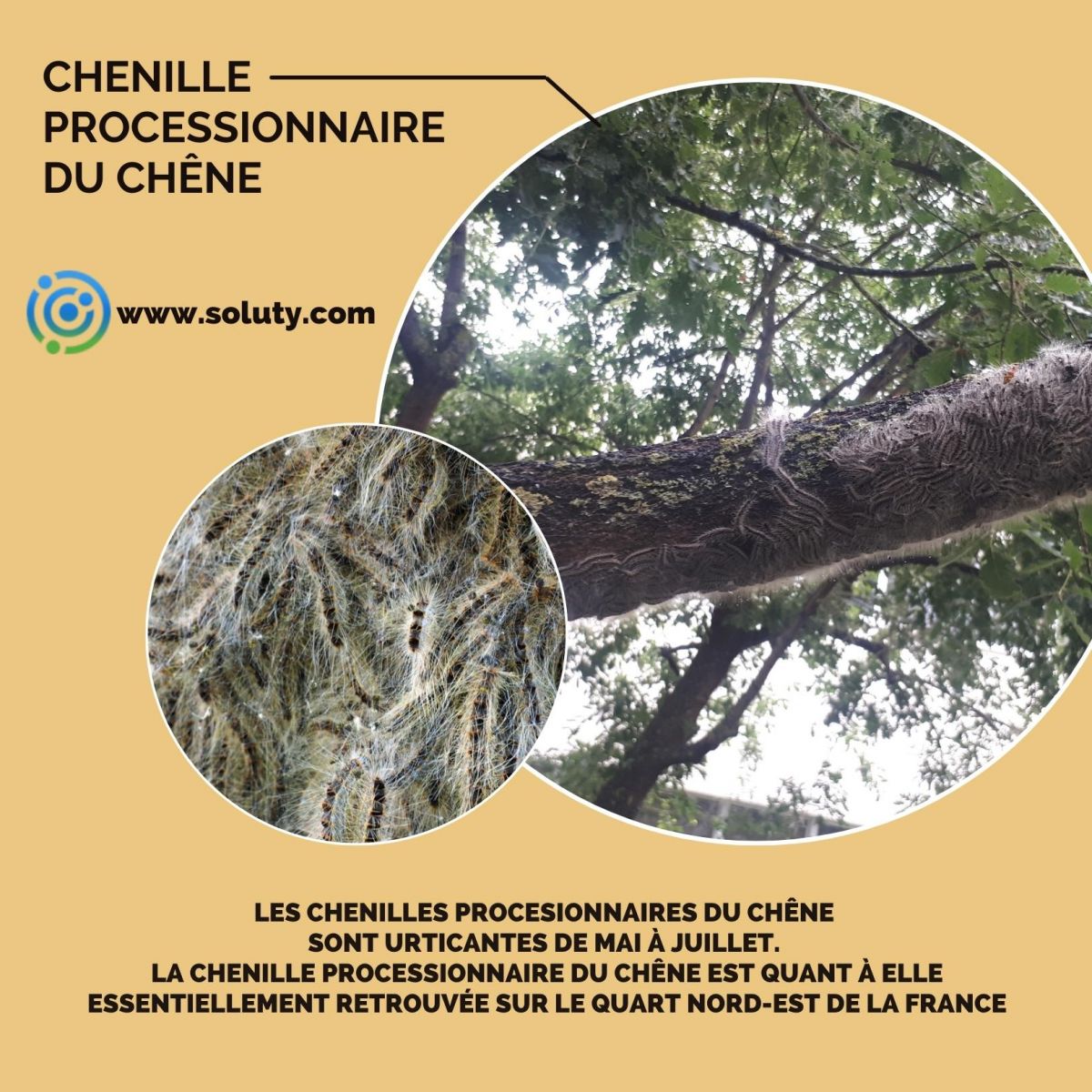 chenille urticante du chêne 