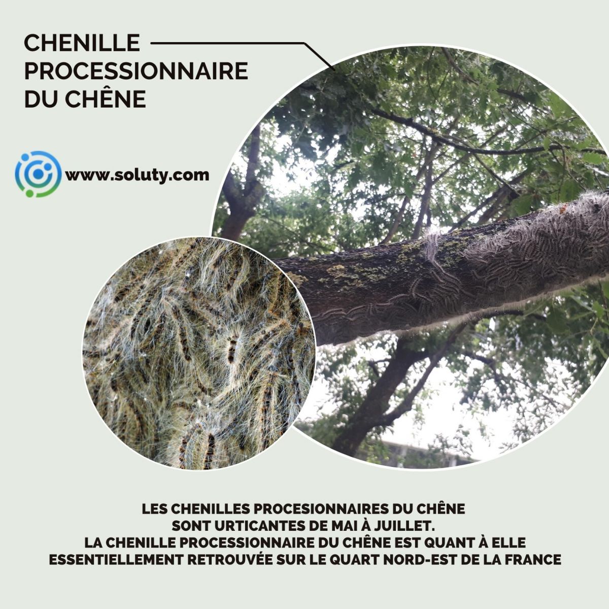 chenille du chêne