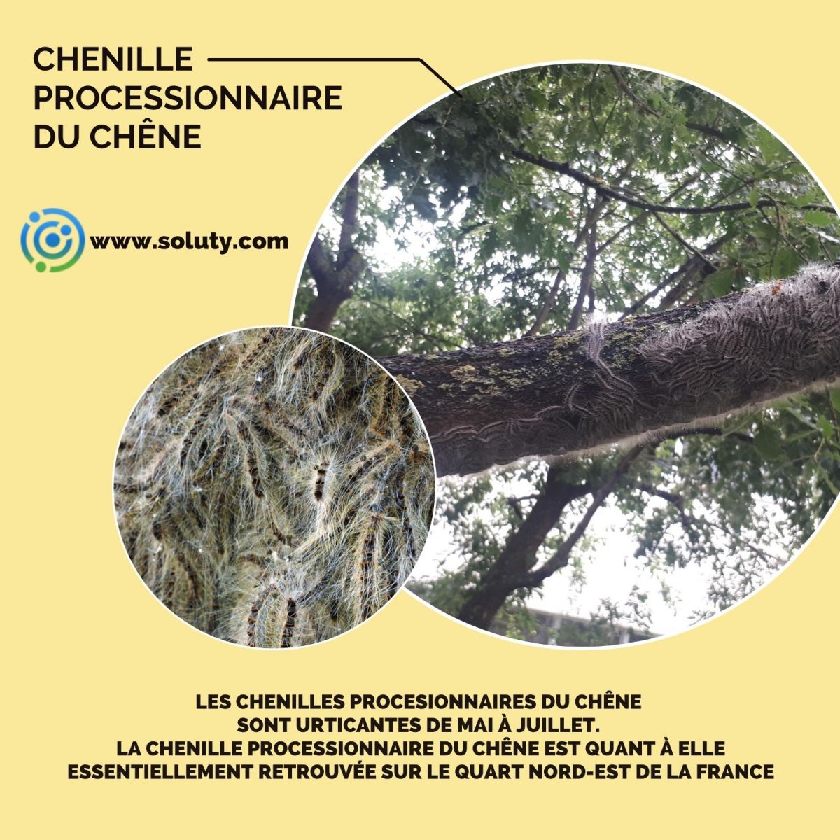 chenille urticante du chêne