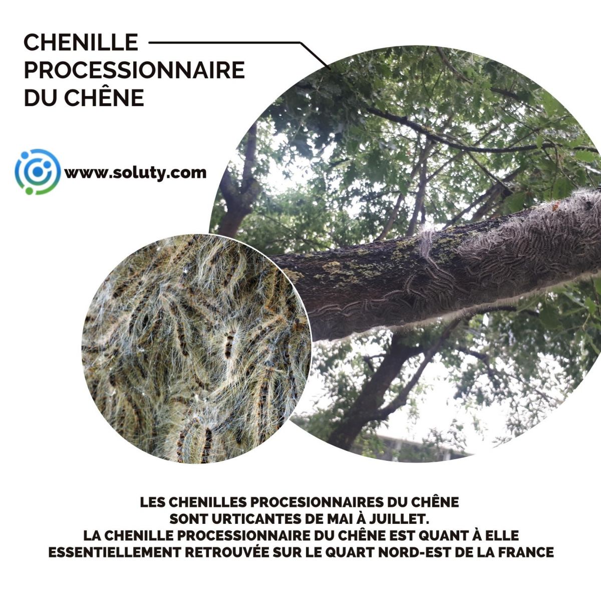 chenille du chêne