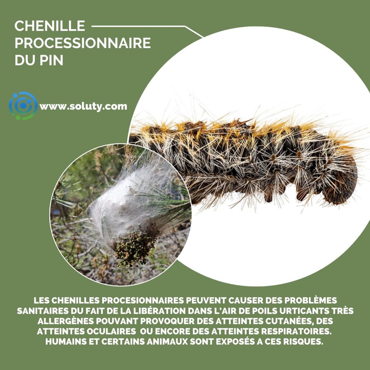 chenille processionnaire du pin