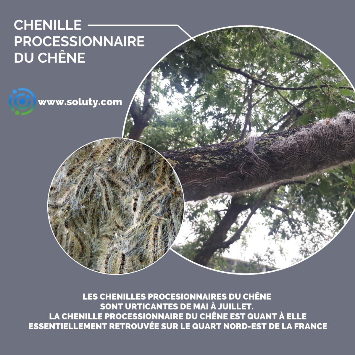 chenille du chêne